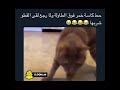قطه شاربه خمر مضحك جداهههه