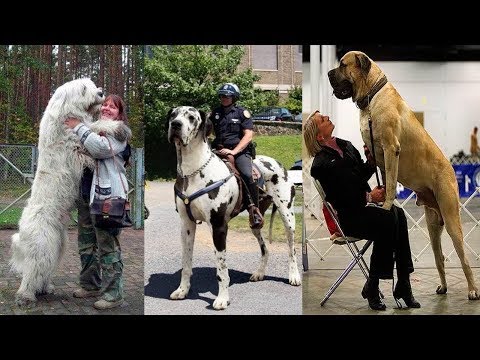 Vídeo: Raças De Cães Grandes