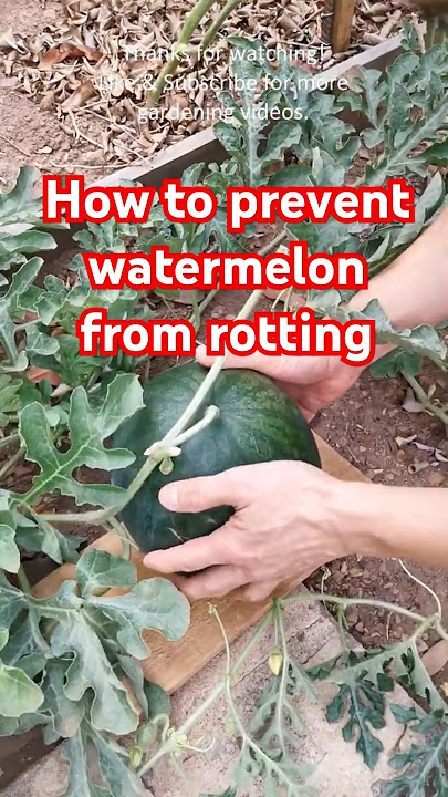 Garden tips 24 - How to prevent watermelon from rotting #watermelon #vegetablegarden #gardentips