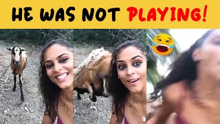 FUNNY AND CUTE ANIMAL FAILS | ANIMAL FAIL pt. 2