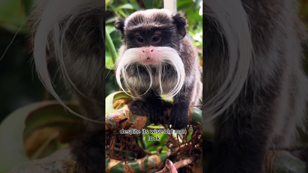 Unique Animal: A Monkey with a Beard Like an Old Man 👴🐒