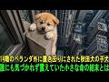14階のベランダ外に置き去りにされた秋田犬の子犬…誰にも気づかれず震えていた小さな命の結末とは