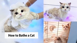 How to Bathe a Cat | Cat Spa Day