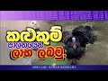 කළුකුම් පාලනය /TURKEY MANAGEMENT -Sinhala Agri Lab Ruwan Dehigam