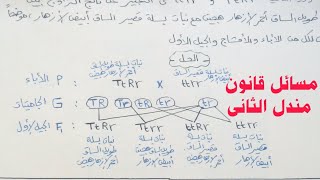 حل مسائل على قانون مندل الثانى درس المبادئ الأساسية للوراثه تالته اعدادى الترم الثانى .منى تمراز