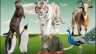 Animal Videos: Peacock, White Tiger, Penguin, Mouse, Otter, Goat - Cute Animal Moments
