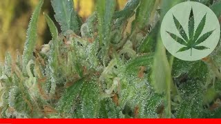 Lemon Drop - All About This Strain
