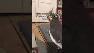 Kiki Tiel- Part 2. What he does when she is out of room (bird) (Tik Tok)