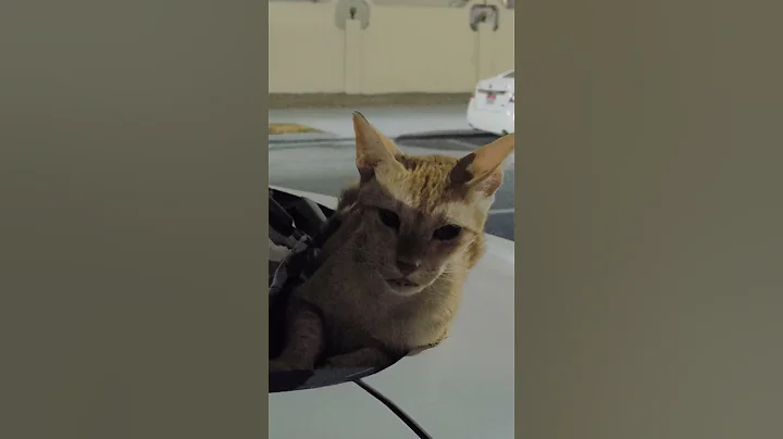 Watch the video about Cute Cats & Kittens Funny Videos #cat #kitten #kitty #car #pet #sleep #mycat