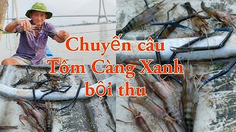 Câu trúng mánh 3 con Tôm Càng Xanh Khủng # Tuấn ròm miền tây#