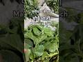 #shorts // POI Bhaji // Malabar Spinach // Diwani Main Teri