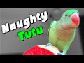 Naughty bird  tutu talking parrot