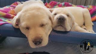 Mutts With A Mission:  Oakie's Litter born 3.31.2022