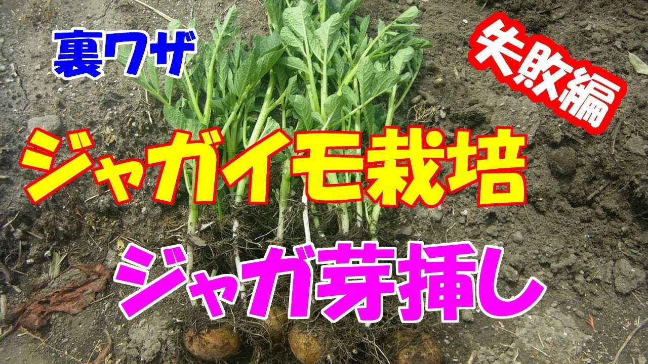 じゃがいもの芽挿しをしてみましたが Youtube