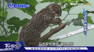 石虎 遭路殺恐滅絕！ 危險路段 導航自動示警｜TVBS新聞【世界翻轉中】萌寵明星粗乃玩 @haveapetday by 萌寵明星粗乃玩 Have A Pet Day 230 views 1 month ago 7 minutes, 32 seconds