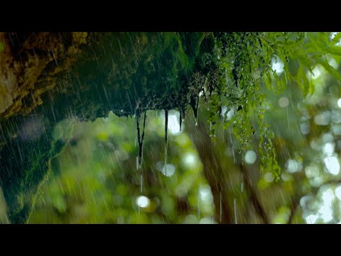 Calming Rain Sounds in Nature – Relaxing Forest Rain to fall asleep (6 Hours) Naturesounds