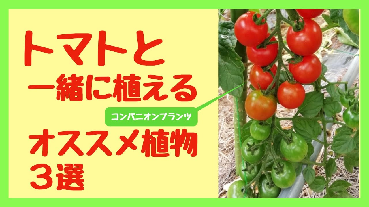 トマトと一緒に植える コンパニオンプランツのご紹介 Youtube
