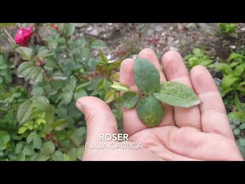 Vídeo: Arbres de magnolia perenne - tipus d'arbres de magnolia perenne