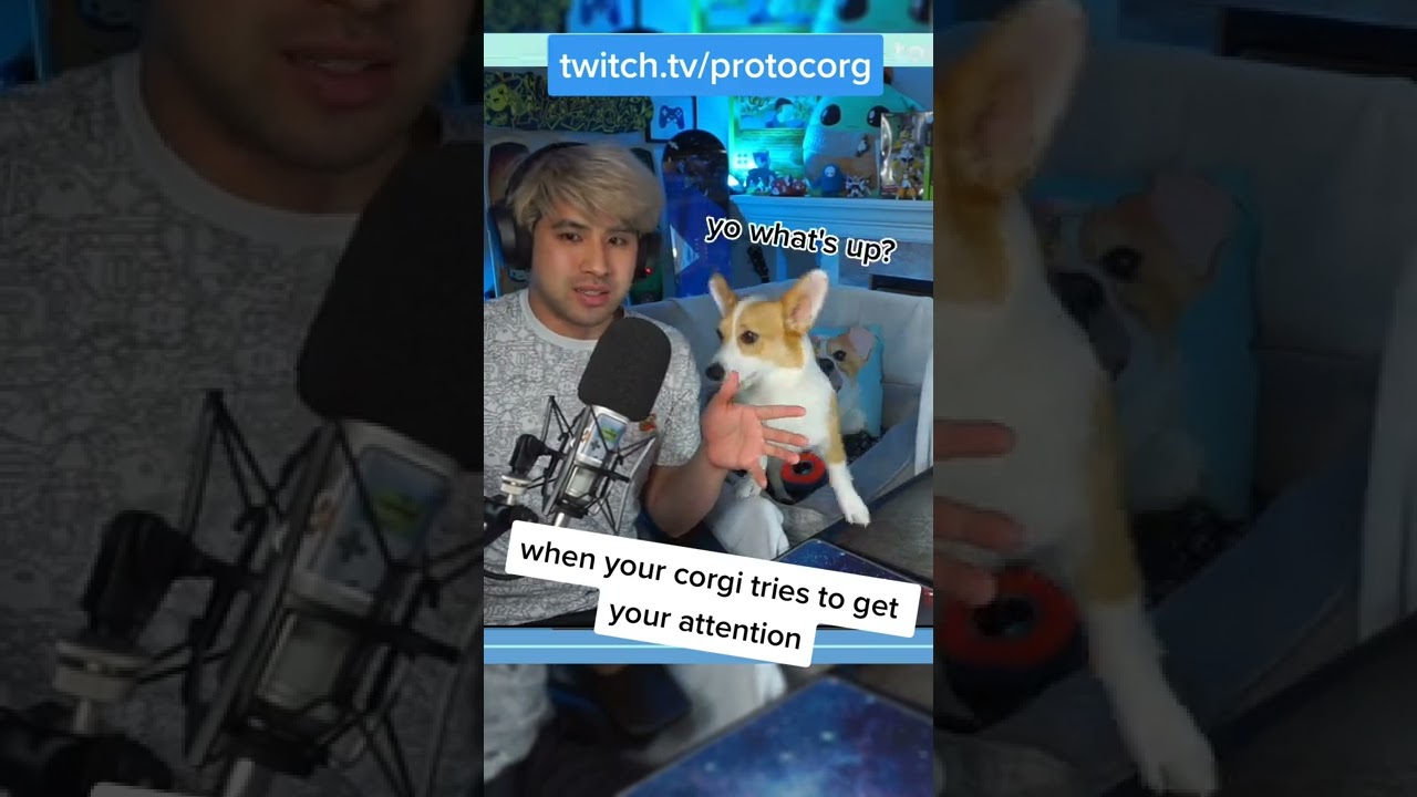 When Your Corgi Wants Attention 