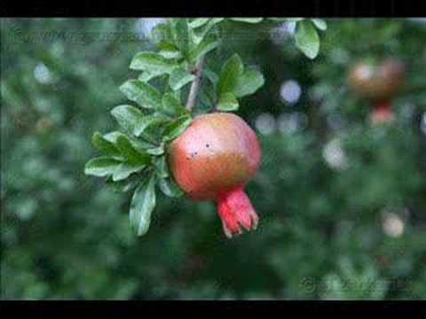 bindis peria sopeli ბინდის ფერია სოფელი