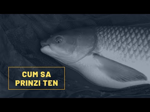 Video: Cum Arată Peștii Cu Tenii?