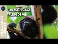 Les protecteurs des caïmans et des singes hurleurs | IA