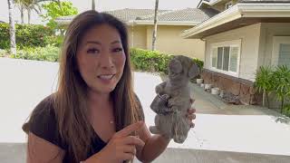 Solar LED Dog Statue Garden Decor!!! So Cute!! From Amazon