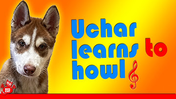 FUNNY HUSKY PUPPIES HOWLING. PUPPY Uchar the first time Howl! ★ ★ ★