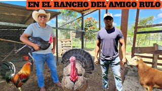Visitando el Rancho del Amigo Rulo Animales de Granja Borregos Guajolotes Gallinas Conejos Patos