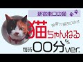 【猫ちゃんねる】実写版～毎時00分ver.（放映中）