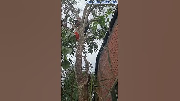 Vua Dừa Miền Tây// vua dừa leo cây  xoài cao chót vót hái hết những trái gấc chín đỏ