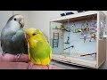 Yeni Salma Kafes Dizaynları Muhabbet Kuşu Odası Vlog