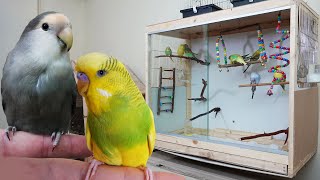 Yeni Salma Kafes Dizaynları Muhabbet Kuşu Odası Vlog