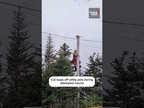 Daredevil cat leaps from utility pole during attempted rescue in Newfoundland 🐱