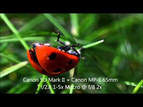Canon MP-E 65mm f/2.8 1-5x Macro Garden Test