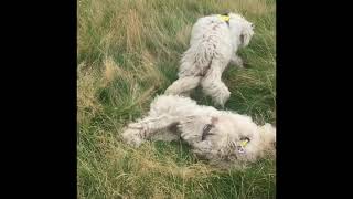 HUNGARIAN SHEEP DOG LOVES GRASS!!! by Komondor Family 77 views 2 years ago 39 seconds