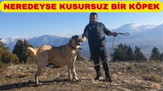 RAHVAN AT YÜRÜYÜŞLÜ SARSILMAZ ARTIK BİZİM.İLK YAYLA GEZİSİNE ÇIKTIK