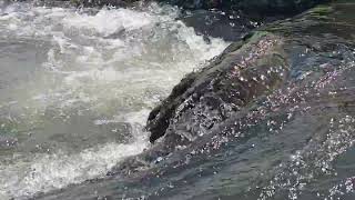 Beautiful water sounds/sounds of a beautiful river/sounds of rapids/fresh water.