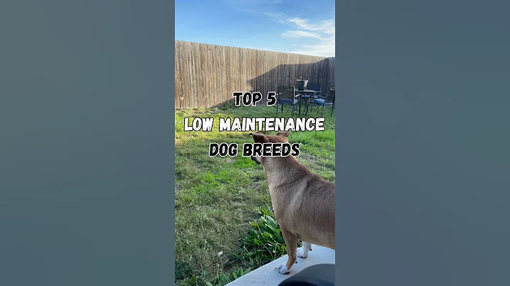 Top 5 Low Maintenance Dog Breeds ✨
