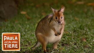 Hüpfen wie ein Känguru | Reportage für Kinder | Paula und die wilden Tiere