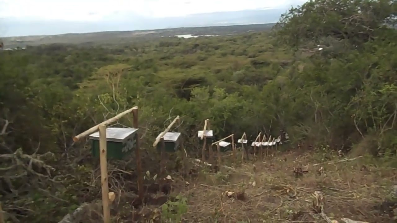 from one wildlife border to the next. beehive fence on a up Hill elephants route.