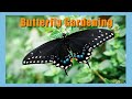 Butterfly Gardening | How to raise caterpillars to black swallowtail butterflies