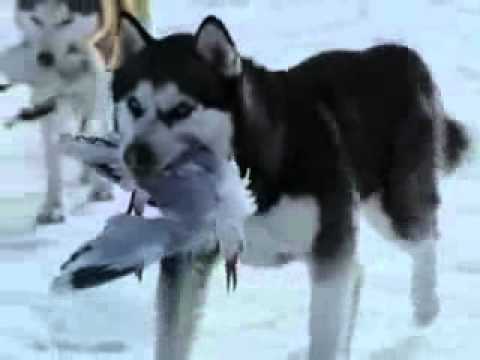 www.Inadire.Ge - ხასკი - xaski - husky.avi