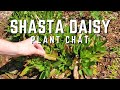 Shasta Daisy Plant Chat ?? QG Day 25