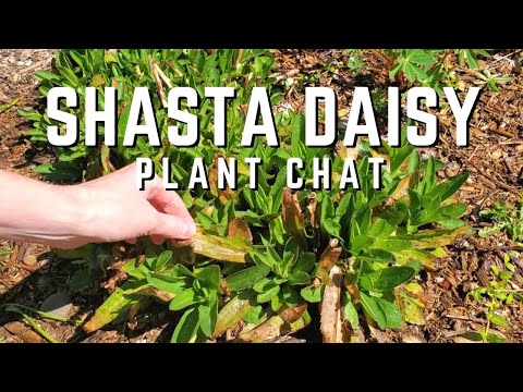 Video: Shasta Daisy Flowers: Information om hur man odlar Shasta Daisy
