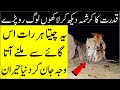 Leopard Visits This Cow Every Night And Reason Will Shock You