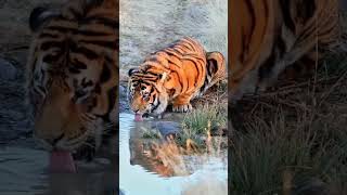 thursty liondriking watershortvideoshortvideo ?tiger watershadow sher