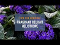 3 tips for growing fragrant delight heliotrope a beginners guide  bonus tip at the end