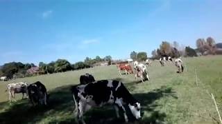 Camino Primitivo - etapa12 - Melide - O Pedrouzo