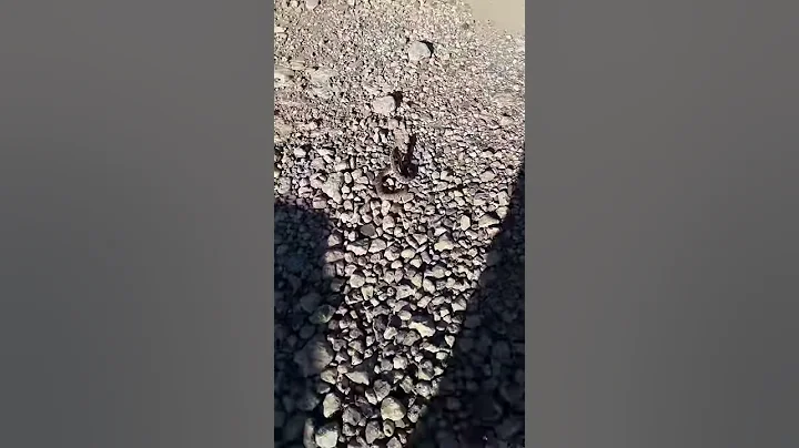 40 cal snake shot vs rattlesnake